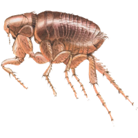 Flea Transparent PNG Image