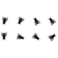 Download Flies Transparent Hq Png Image 