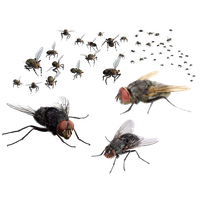 Download Flies Transparent HQ PNG Image | FreePNGImg