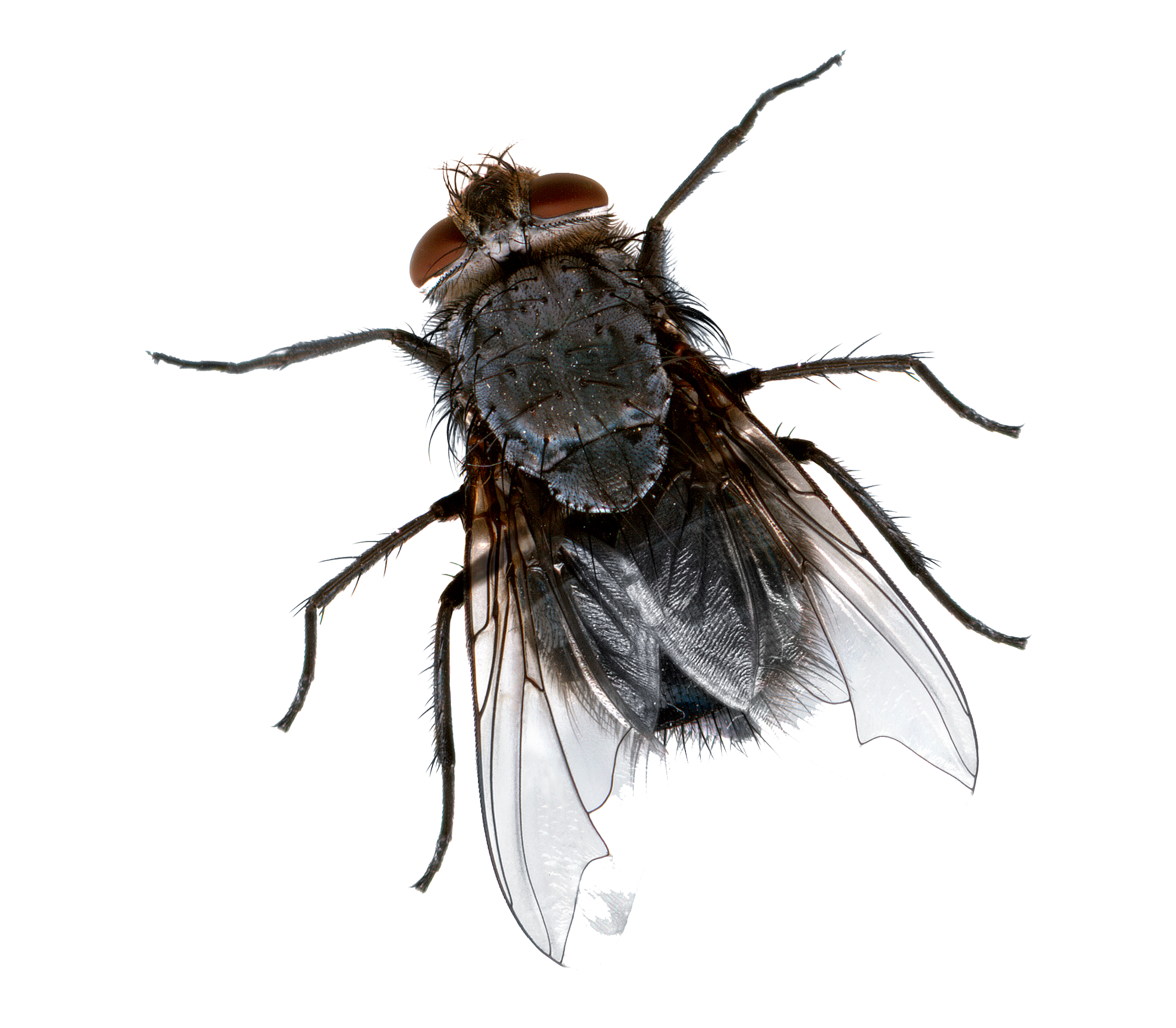 Flies Transparent Background PNG Image