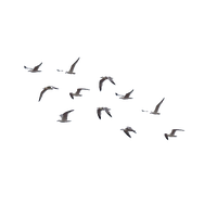 Of Flock Group Birds Download HD