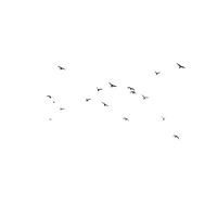 Birds Transparent Image PNG Image