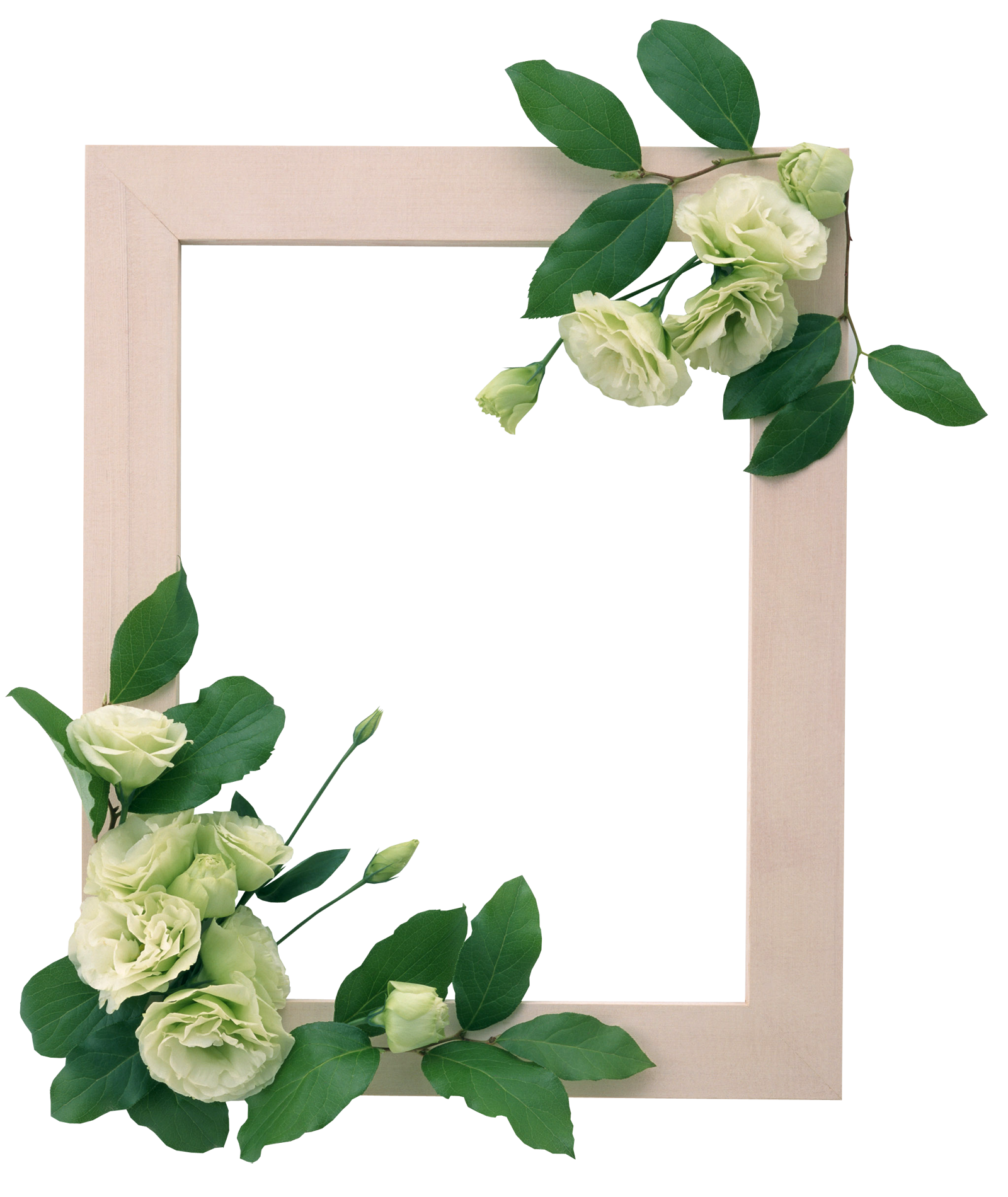 Floral frame Transparent PNG Image