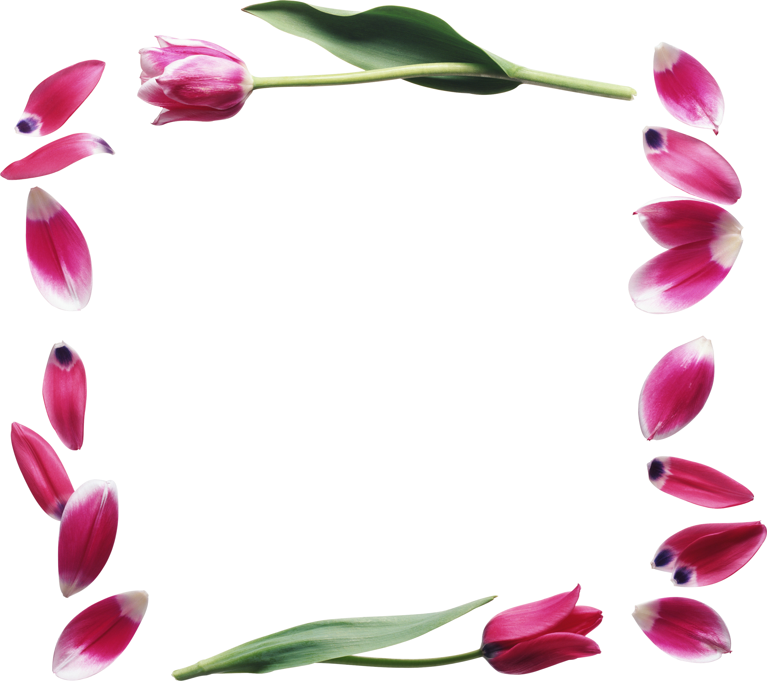 Floral frame Transparent PNG Image
