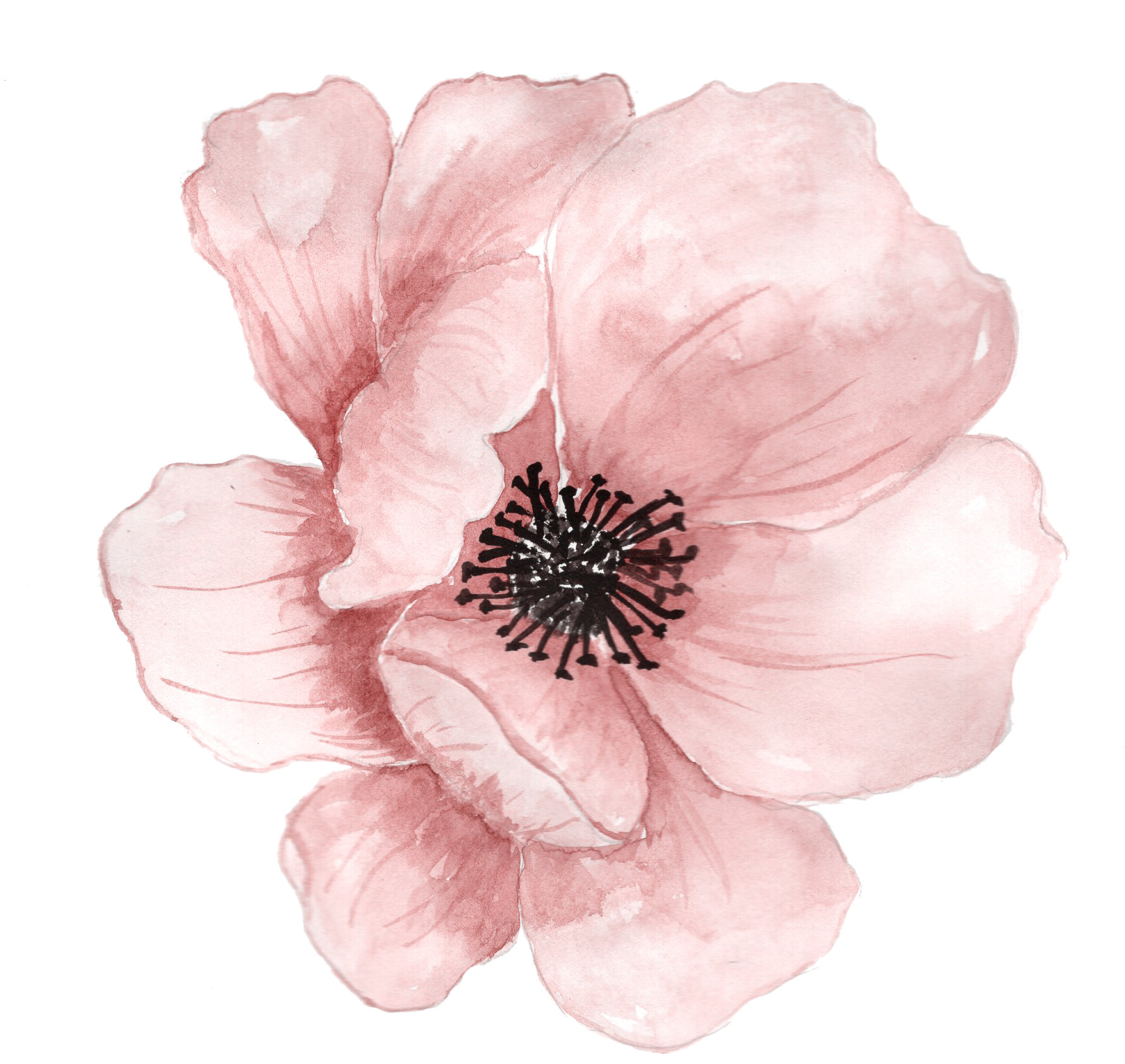 Watercolor Photos Flower Art HD Image Free PNG Image