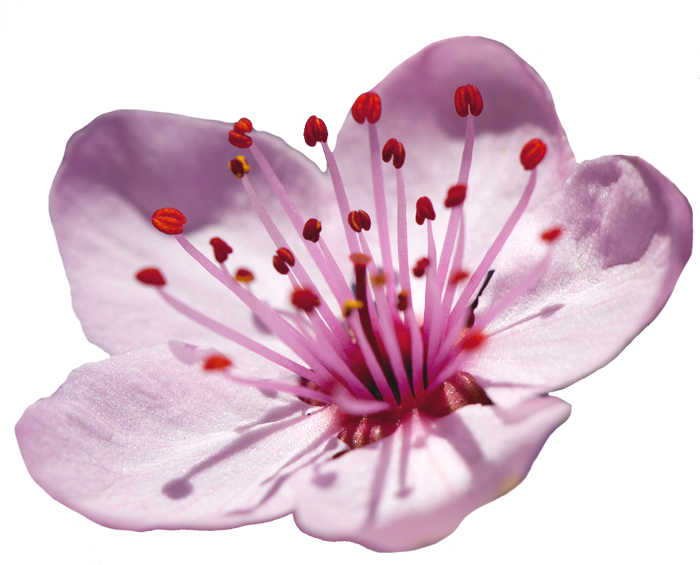Blossom Flower Japanese Free Download PNG HD PNG Image