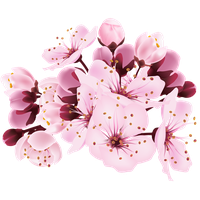 Download Flower Free PNG photo images and clipart | FreePNGImg