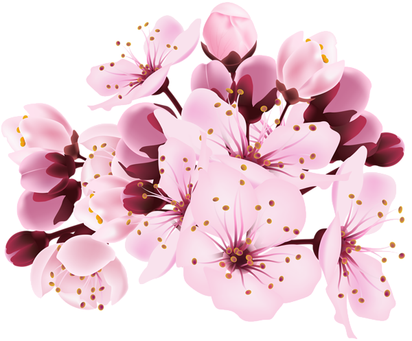 Blossom Spring Flower Free HD Image Transparent PNG Image