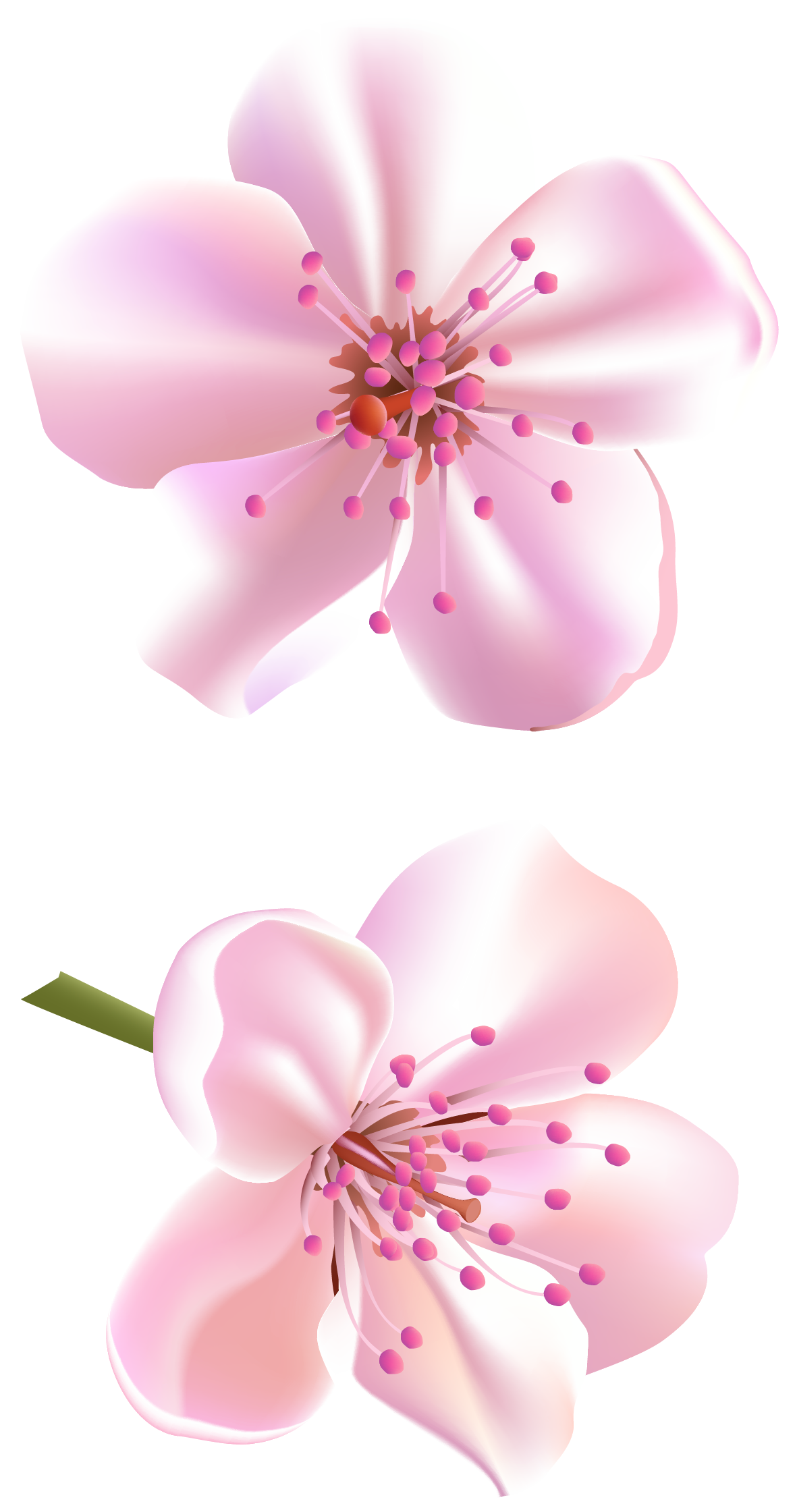 Blossom Vector Flower Free Download Image PNG Image