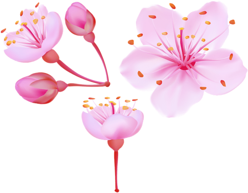 Blossom Cherry Vector Flower Download HD PNG Image