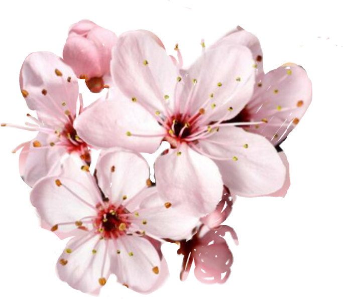 Pink Blossom Flower Free Transparent Image HD PNG Image