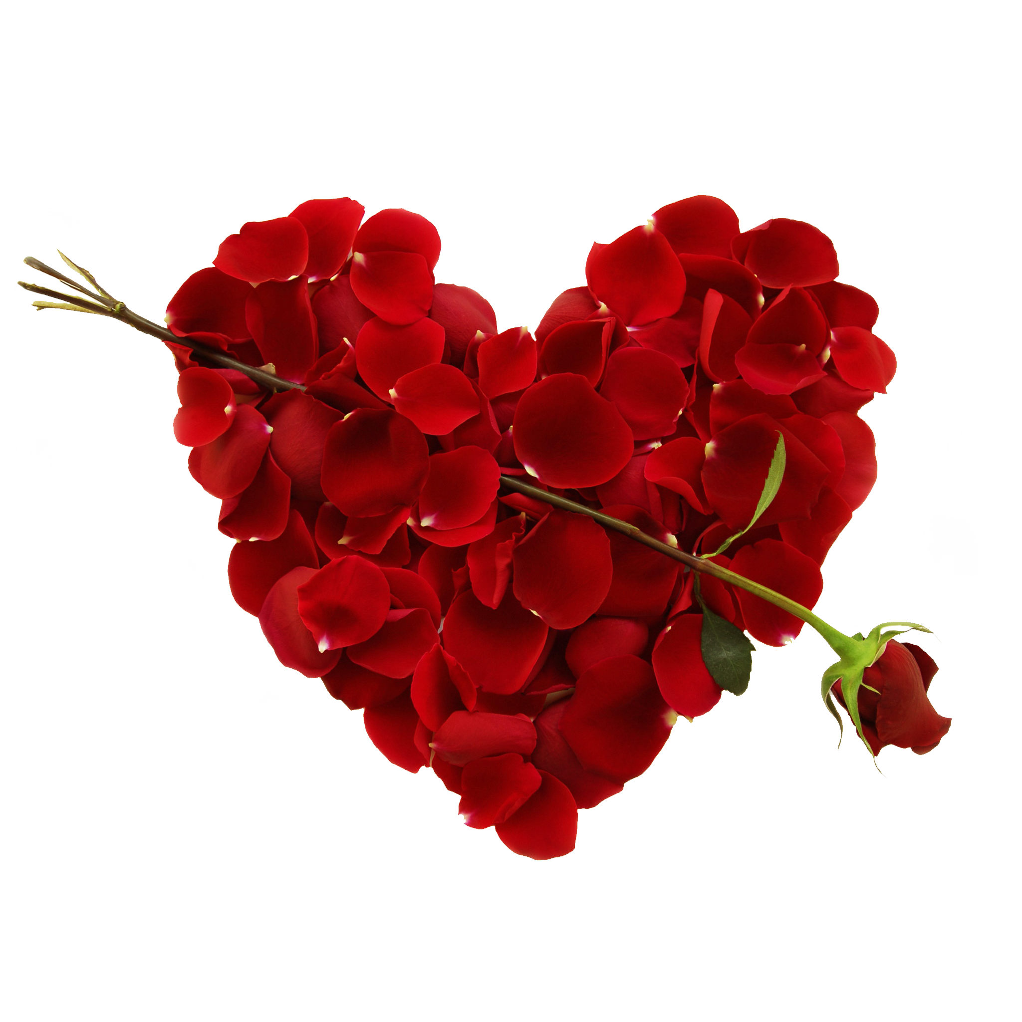 Heart Flower Red Free HD Image PNG Image