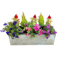 Download Flower Free PNG photo images and clipart | FreePNGImg