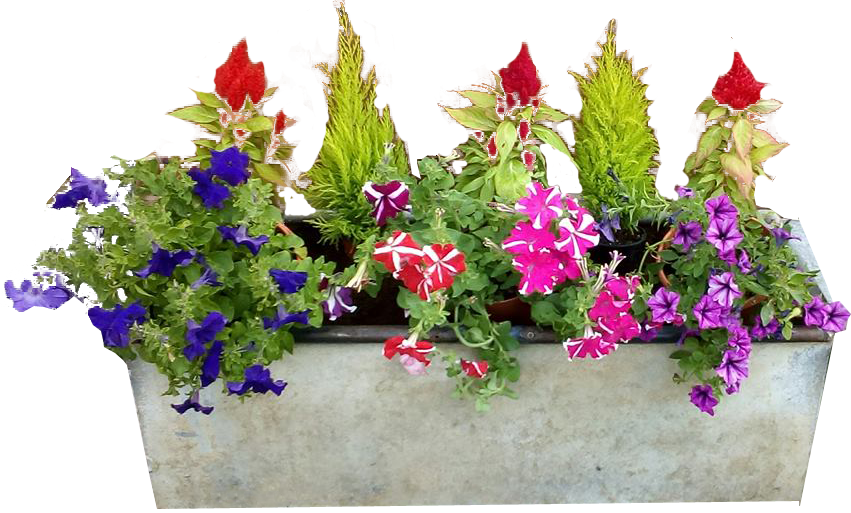 Outside Flower Pot PNG Free Photo PNG Image