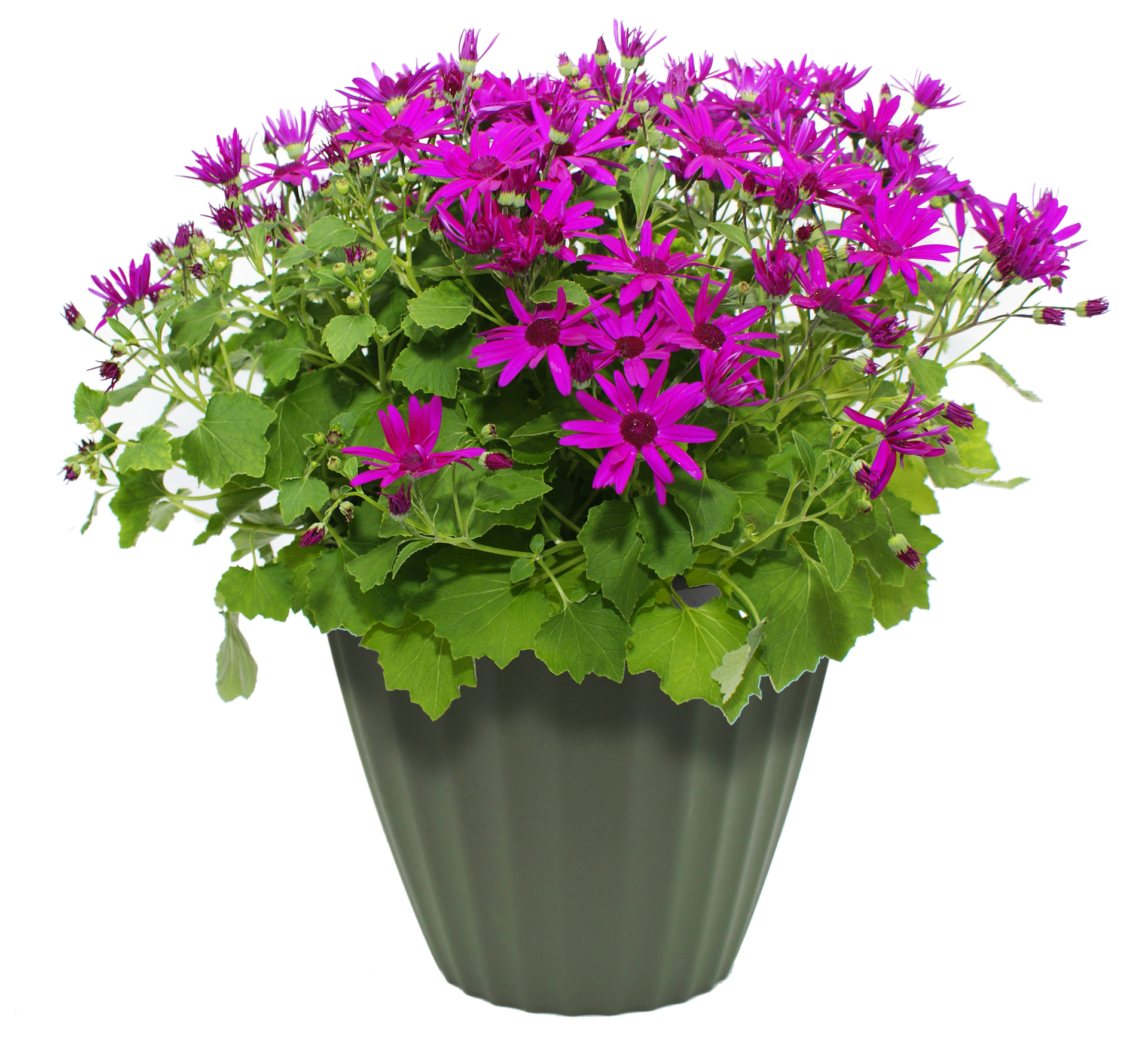 Purple Pot Flower Free Clipart HD PNG Image