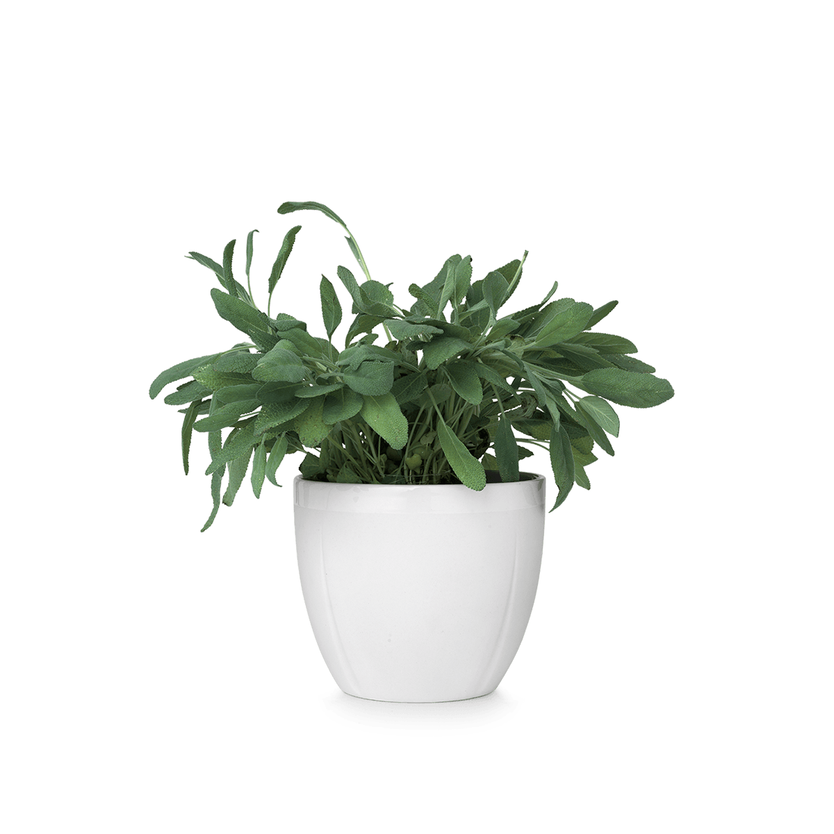 Small Pot Flower HD Image Free PNG Image