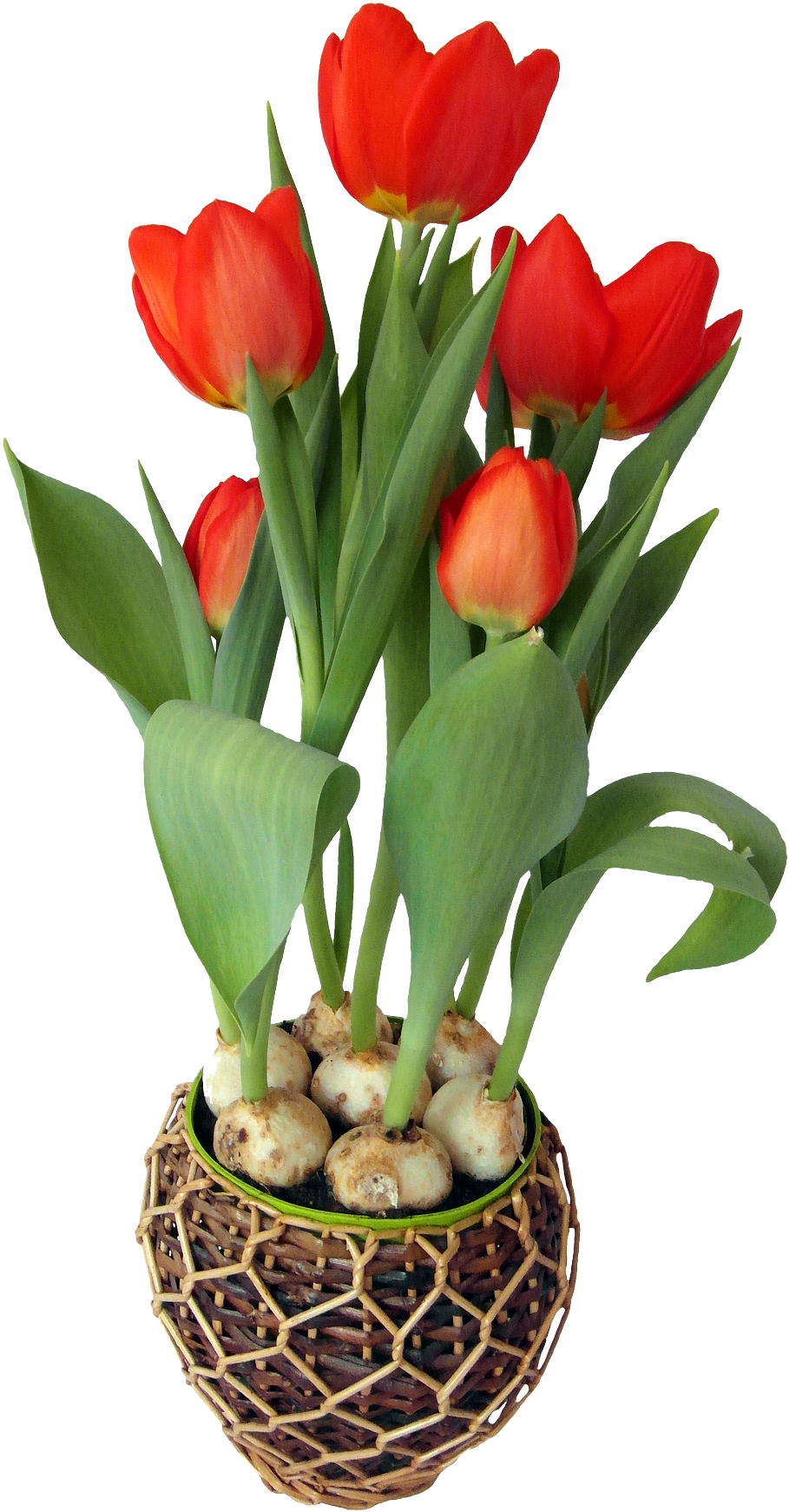 Tulip Pot Flower Download Free Image PNG Image