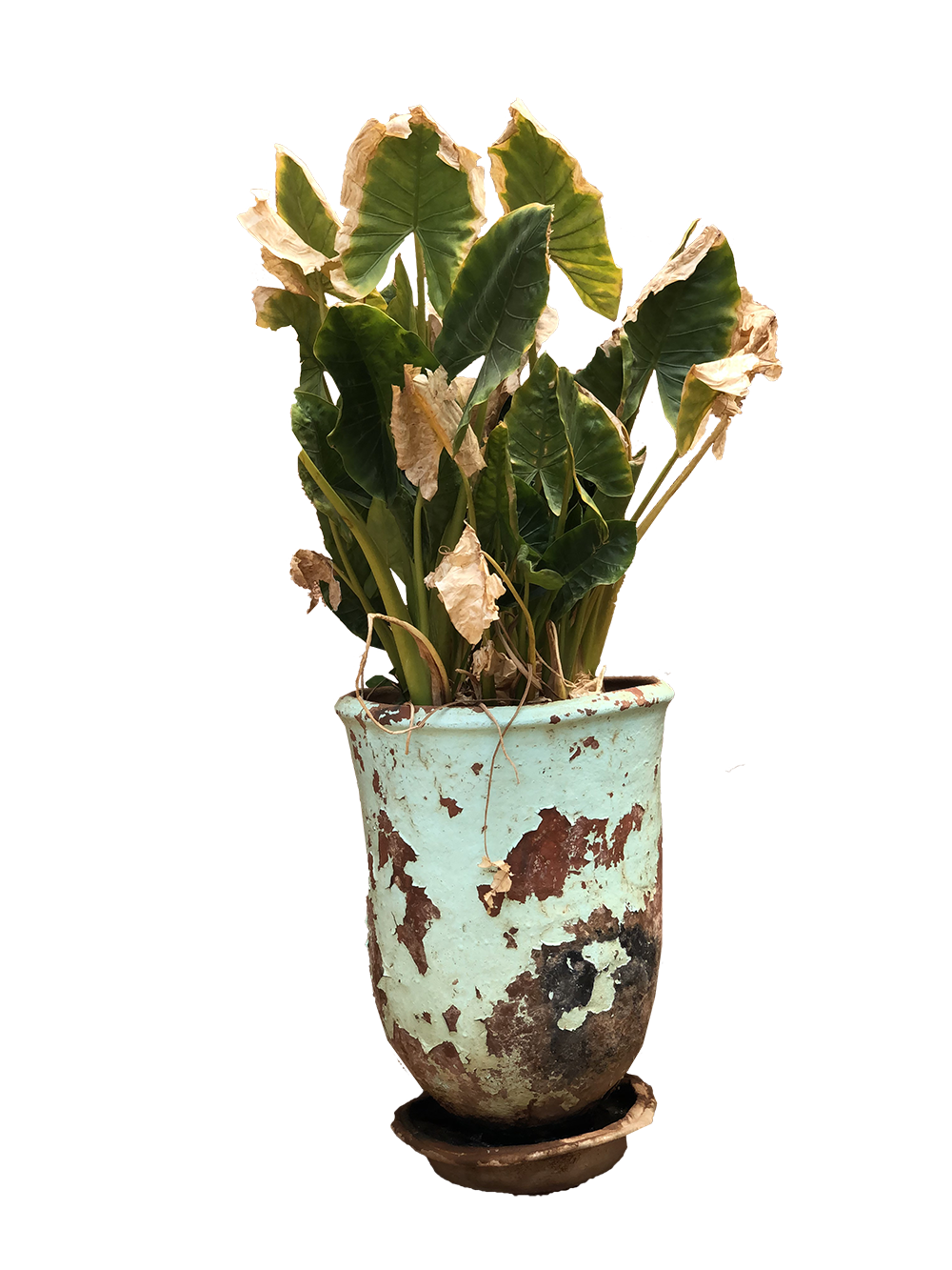 potted flower png