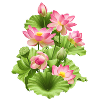Lotus Photos Flower PNG Download Free