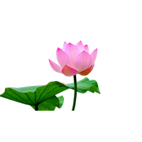 Lotus Photos Flower PNG Download Free Transparent HQ PNG Download ...