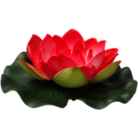 Lotus Flower PNG Free Photo PNG Image