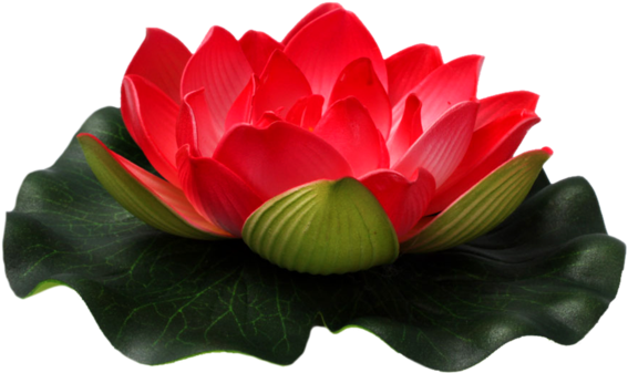 Lotus Flower PNG Free Photo PNG Image