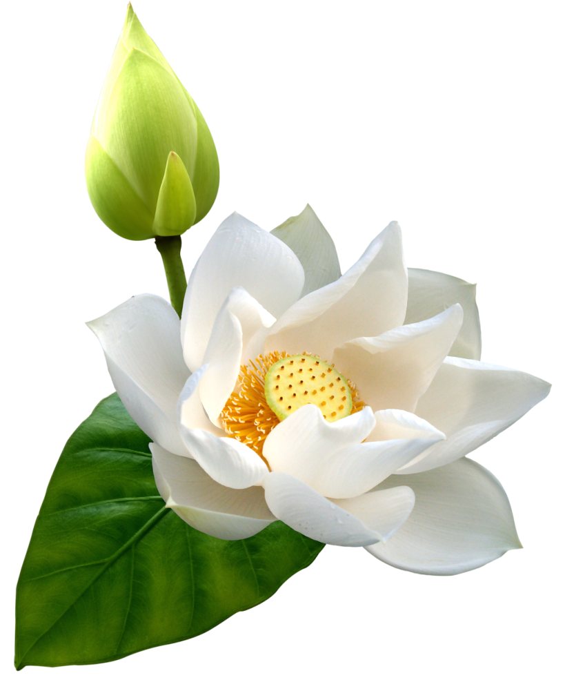 Pink Lotus Flower PNG Download Free PNG Image