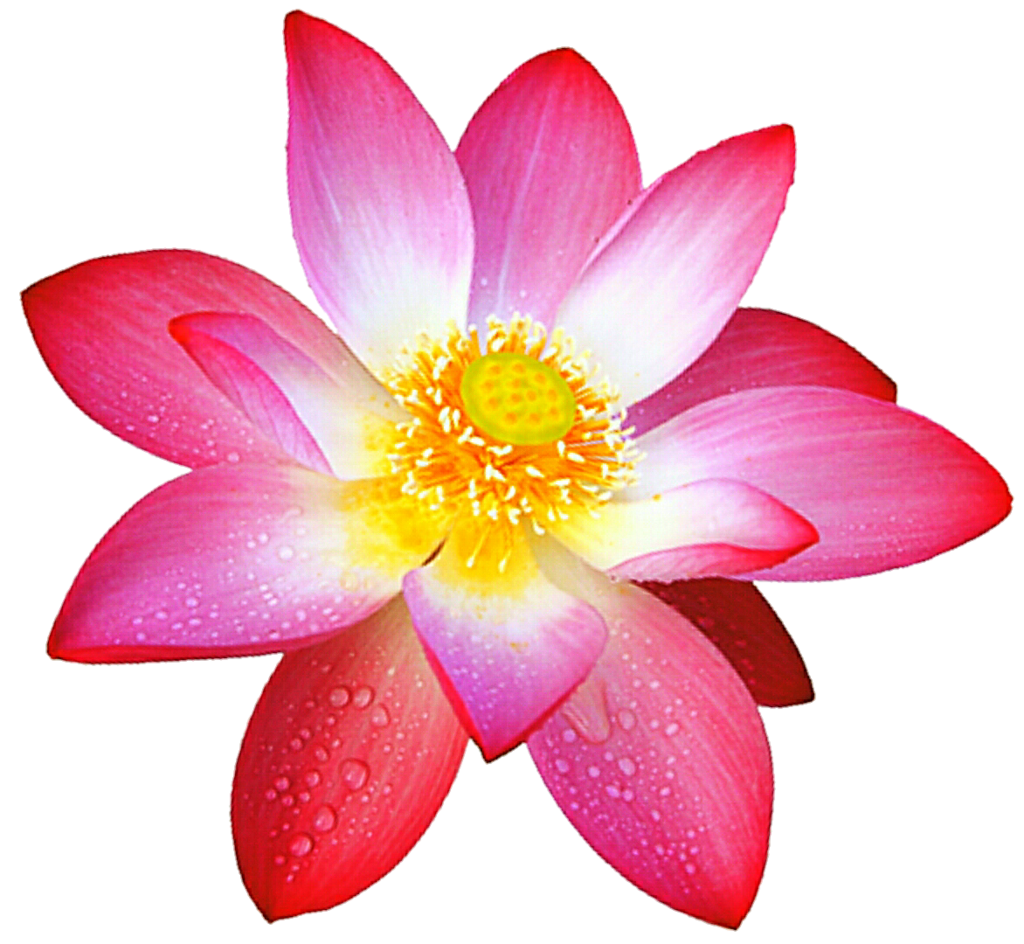 Pink Lotus Flower PNG Free Photo PNG Image