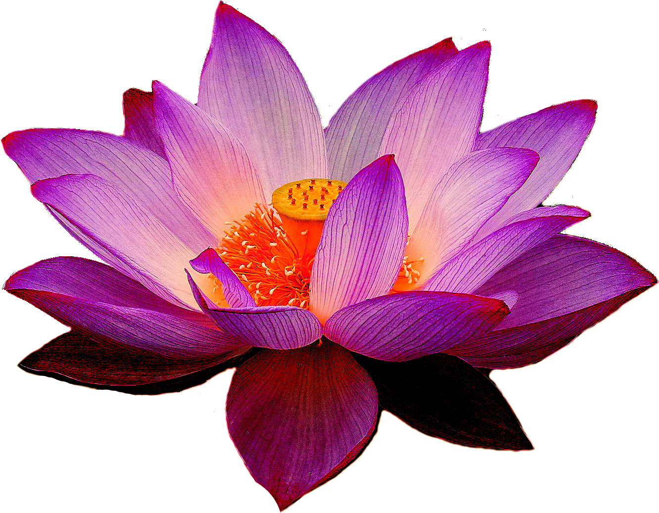 Purple Lotus Flower PNG Free Photo PNG Image