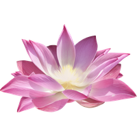 Download Pink Lotus Flower Pic Free Photo HQ PNG Image | FreePNGImg