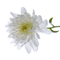 Chrysanthemum Transparent PNG Image