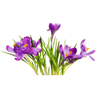 Download Flower Free PNG photo images and clipart | FreePNGImg