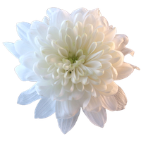 Chrysanthemum File PNG Image