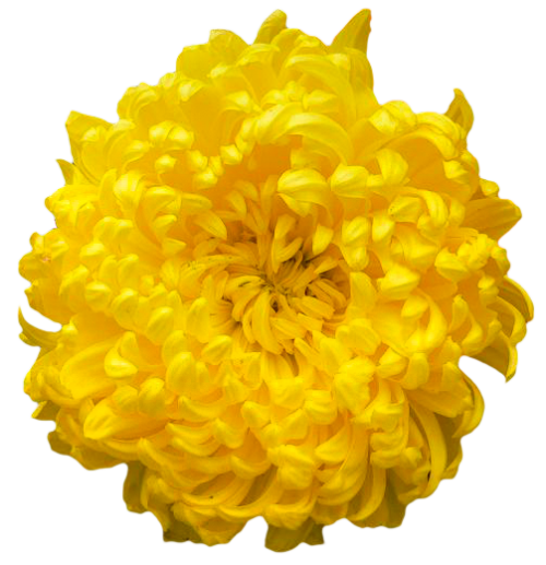 Chrysanthemum Clipart PNG Image