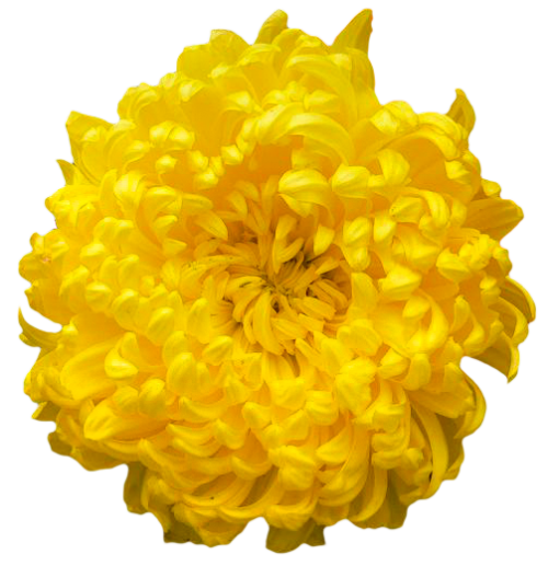 Chrysanthemum Clipart Transparent PNG Image