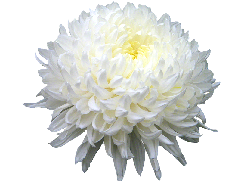 Chrysanthemum Hd PNG Image