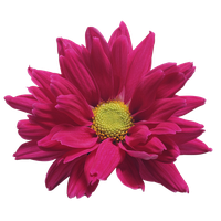 Chrysanthemum PNG Image