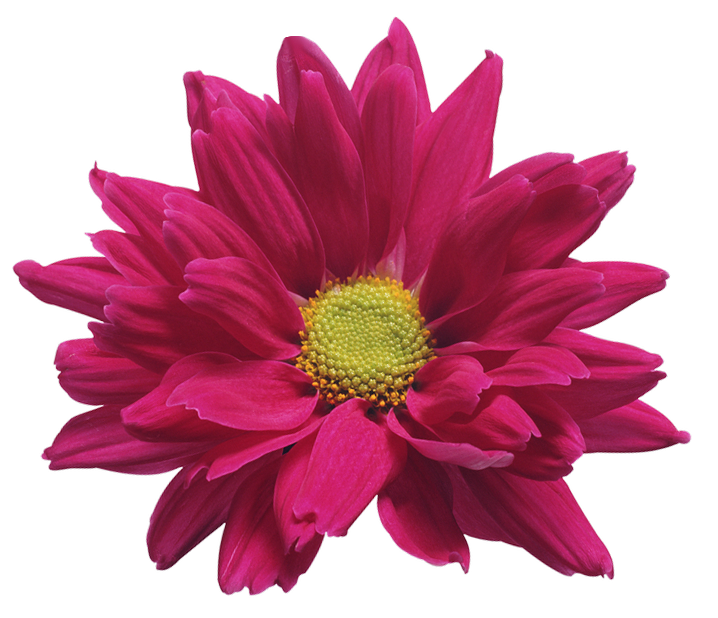 Chrysanthemum PNG Image