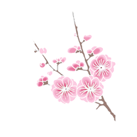 Cherry Blossom Clipart PNG Image