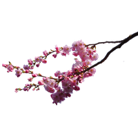 Cherry Blossom Image PNG Image