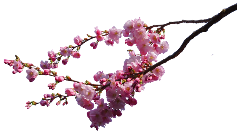 Cherry Blossom Image PNG Image