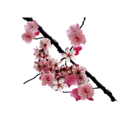 Download Flower Free PNG photo images and clipart | FreePNGImg