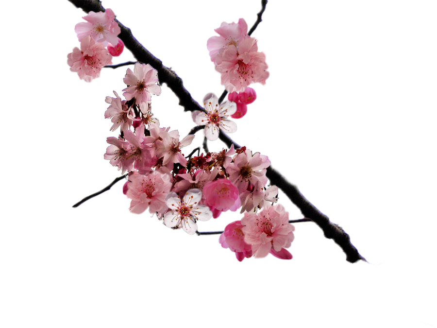 Download Cherry Blossom HQ PNG Image FreePNGImg