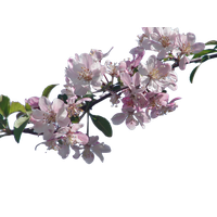 Cherry Blossom File PNG Image