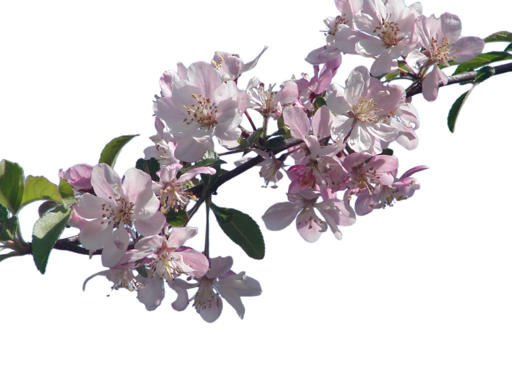 Download Cherry Blossom File HQ PNG Image FreePNGImg