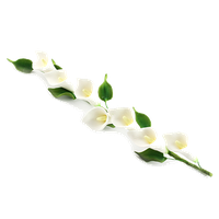 Calla Photos PNG