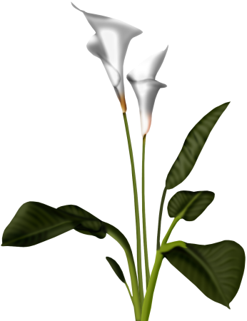 Calla Transparent HQ PNG Download | FreePNGImg