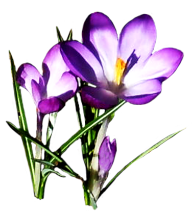 Crocus Free Download Transparent PNG Image