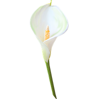 Calla Clipart PNG
