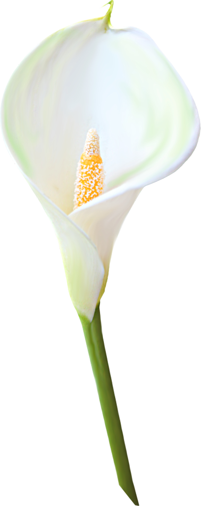 Calla Clipart PNG Image